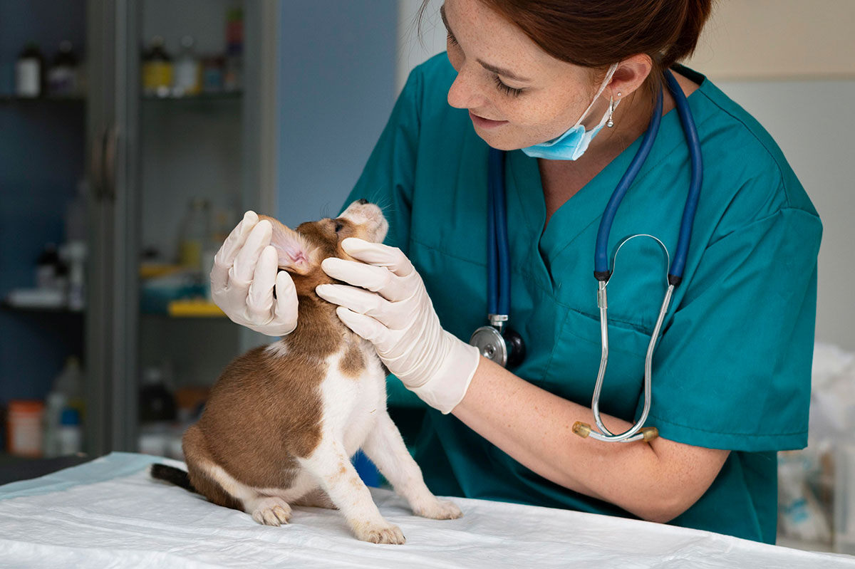 veterinarian-and-dog